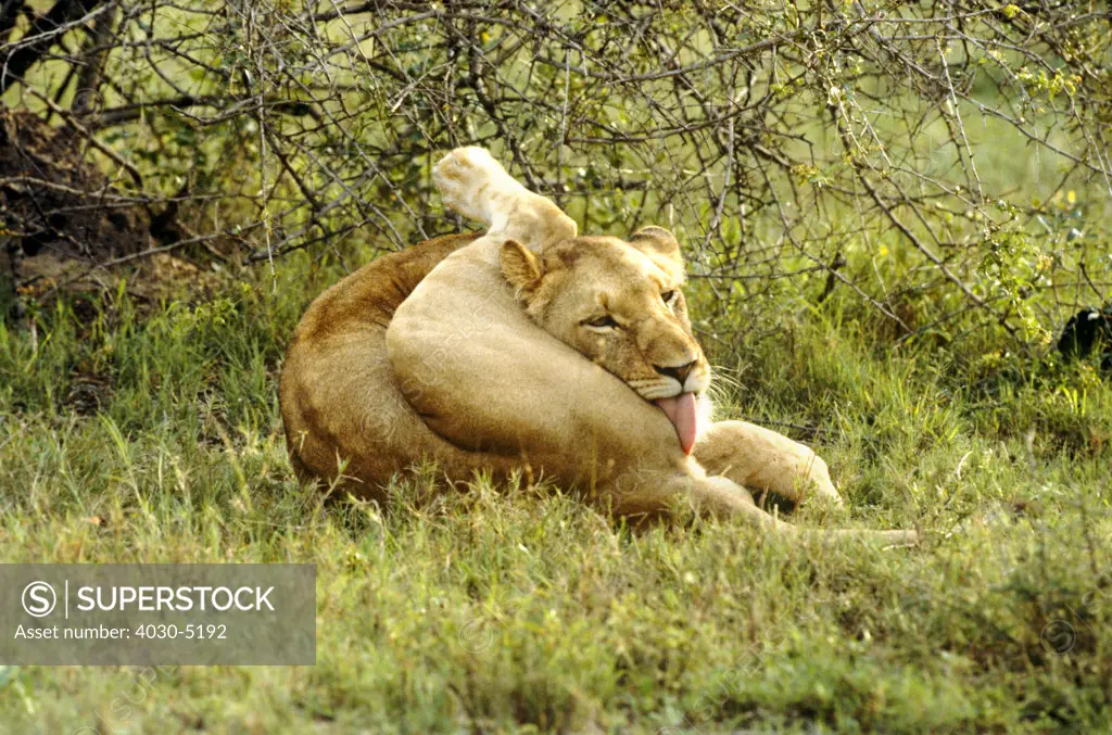 Lioness Cleaning, Kruger National Park, South Africa
