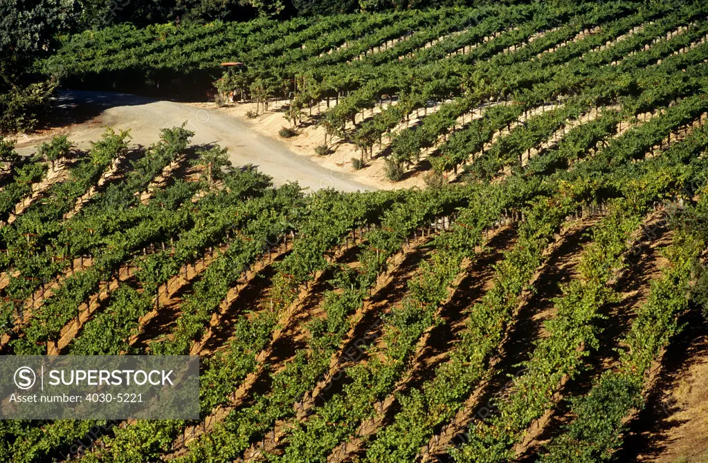 Vineyards, Napa Valley, USA