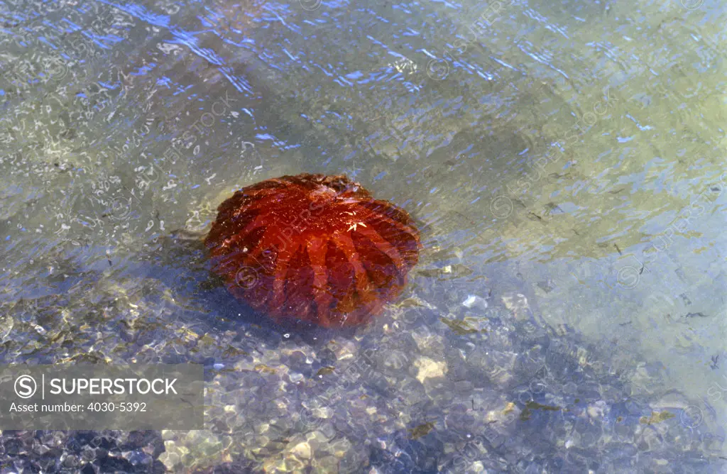 Red Jellyfish, Swakopmund, Namibia