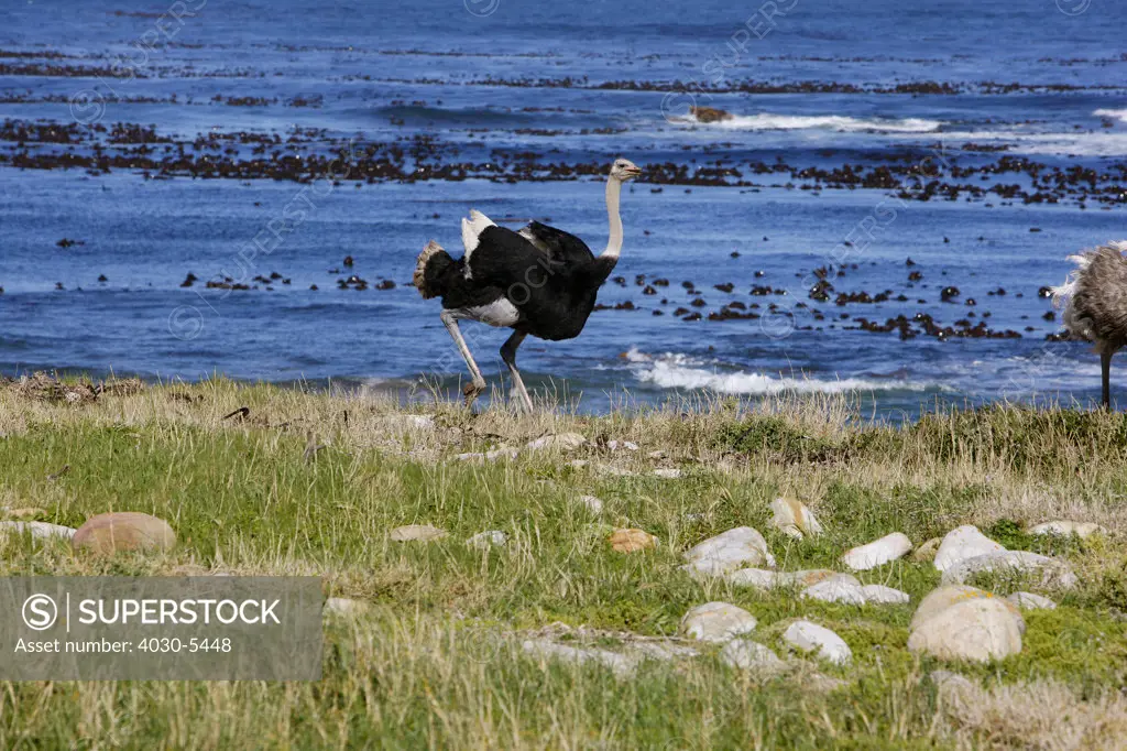 Ostrich at Cape Point, Cape Town, South Africa