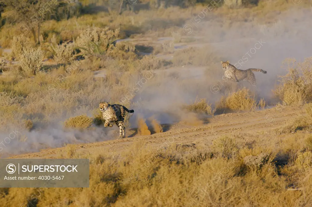 Sprinting Cheetahs, South Africa