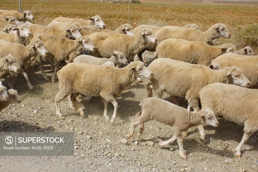 Sheep Herd, Cape Infanta, South Africa