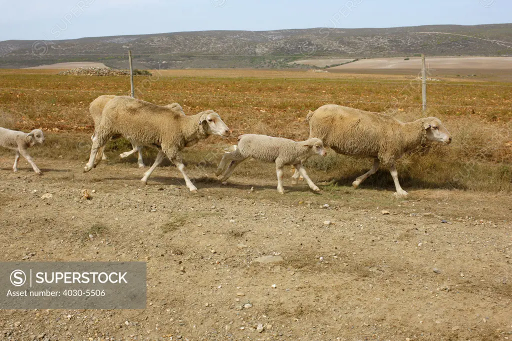 Sheep Herd, Cape Infanta, South Africa