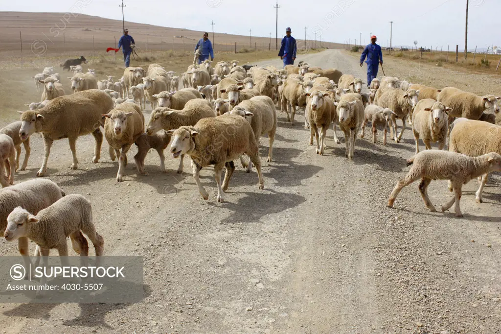 Shephards and sheep herd, Cape Infanta, South Africa