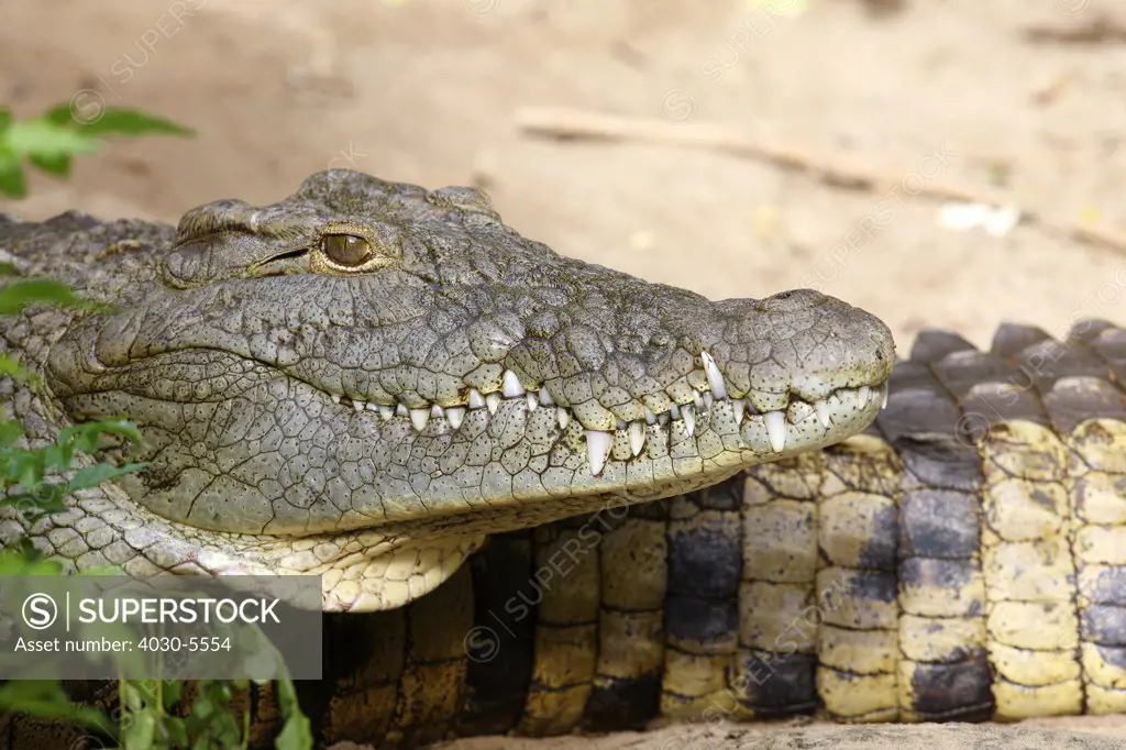 Crocodile, Ezemvelo Nature Reserve, South Africa
