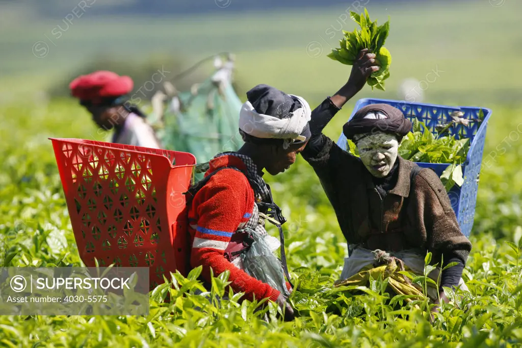 Tea Pickers, Transkei