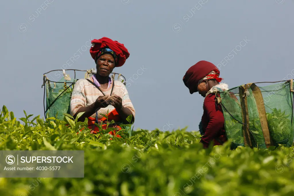 Tea Pickers, Transkei