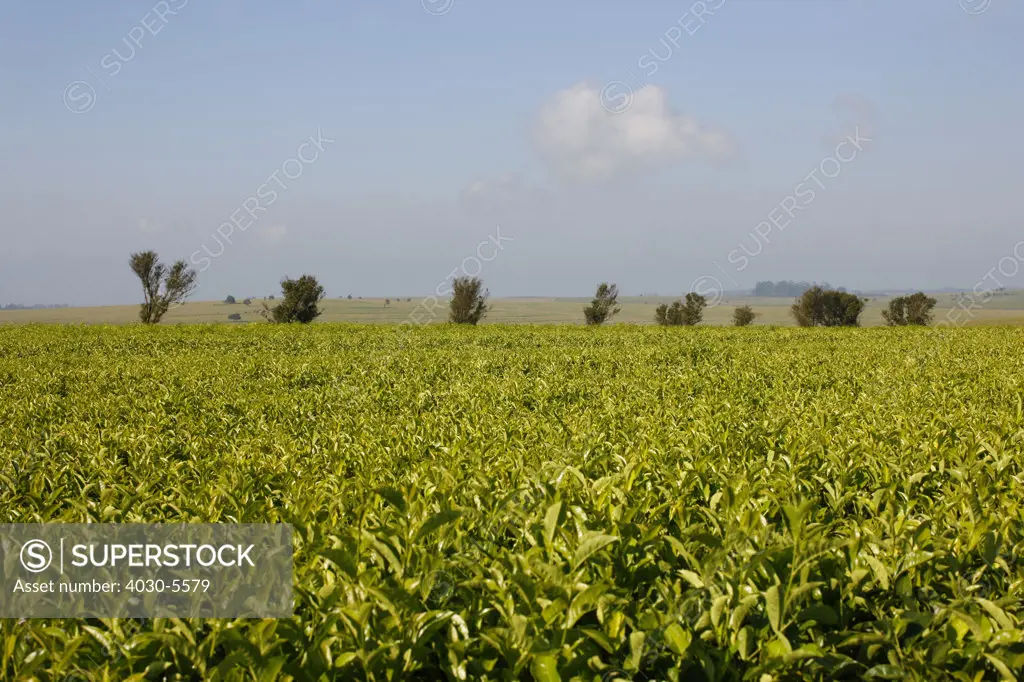 Magwa Tea Plantation, Transkei
