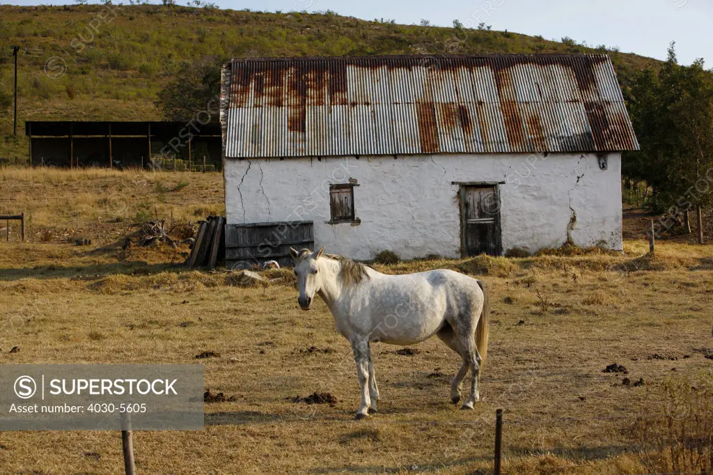 Horse and Barn, Karoo, South Africa