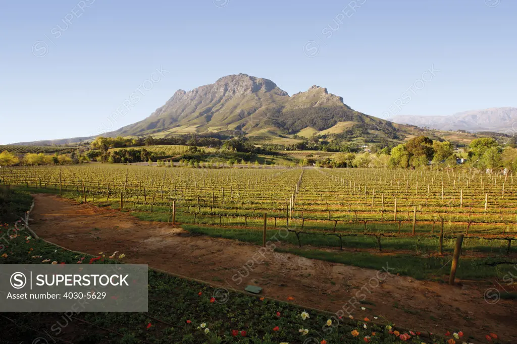 Delaire Winery, Stellenbosch, South Africa