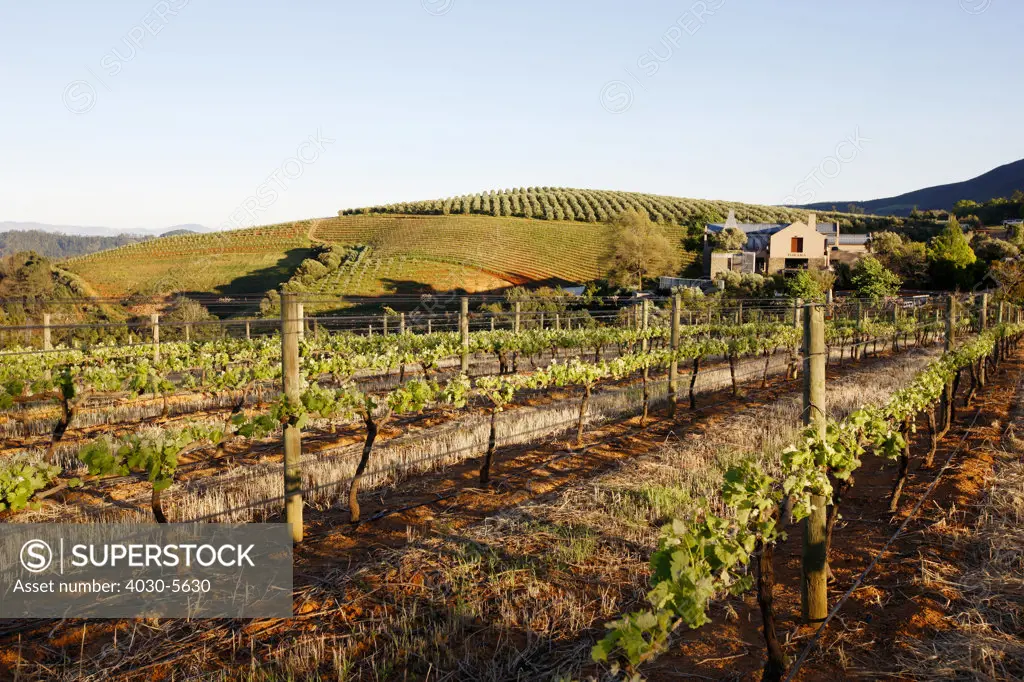 Tokara Wine Estate, Stellenbosch, South Africa