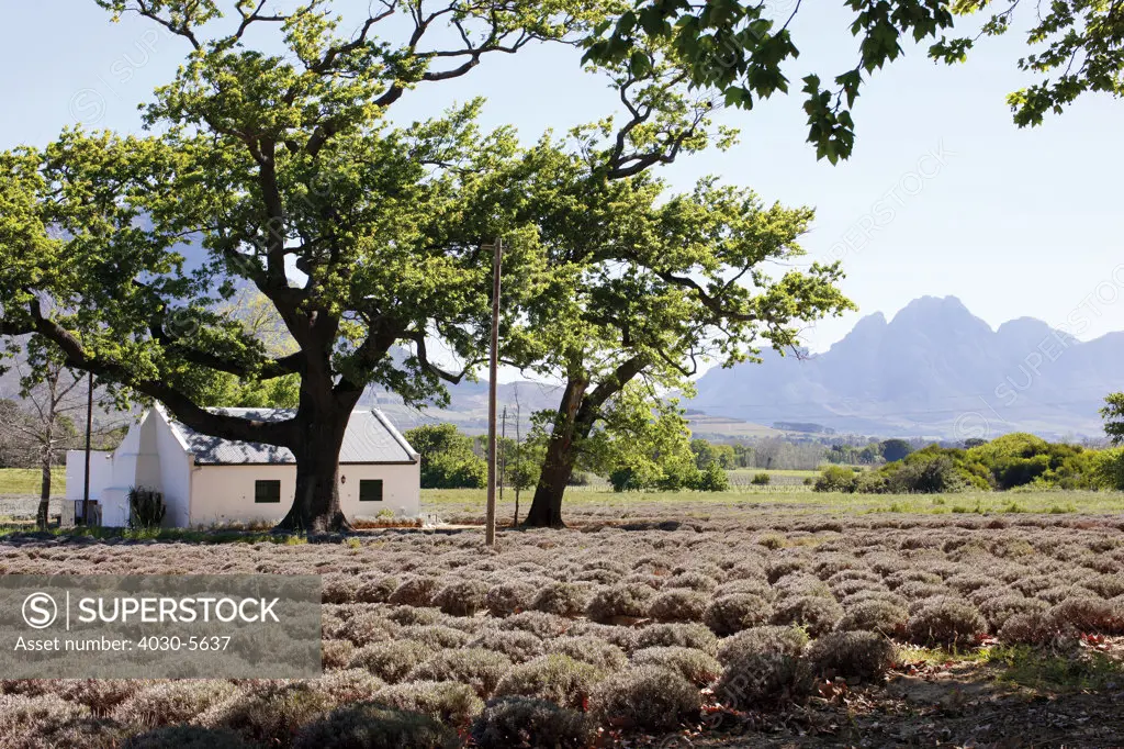 Franschhoek Lavender Fields, Franschhoek, South Africa