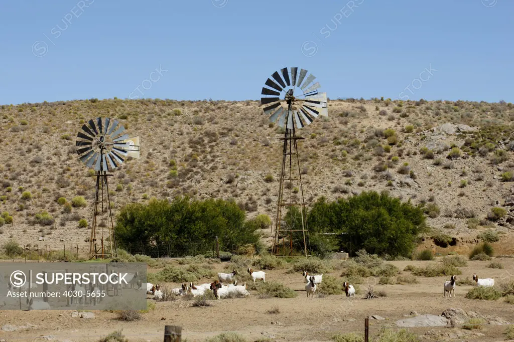 Karoo Windmills, Karoo, South Africa