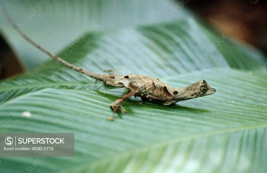 Camouflaged Lizard, Ecuadorian Amazon, South America