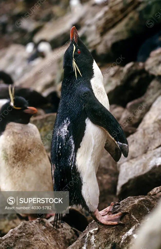 Rockhopper Penguin, Antarctic