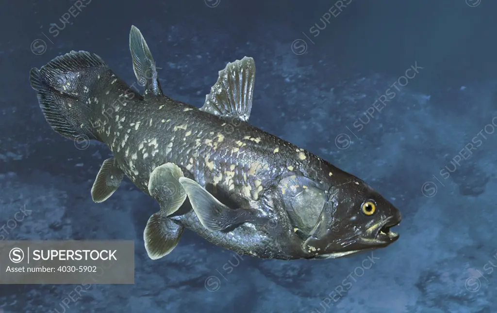 Coelacanth, rare prehistoric fish previously believed to be extinct