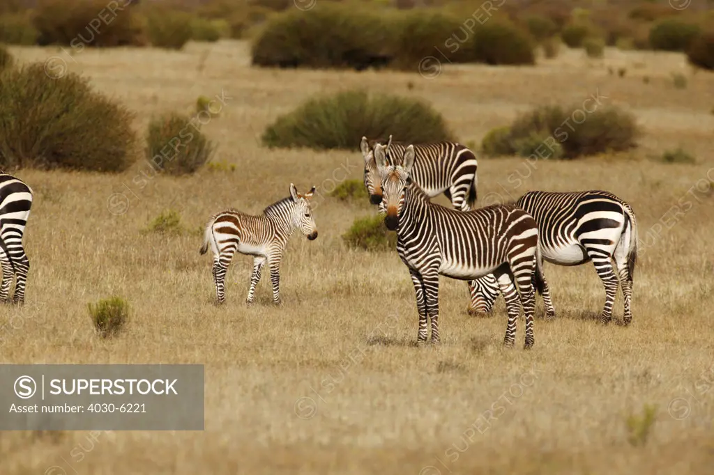 Cape Mountain Zebra