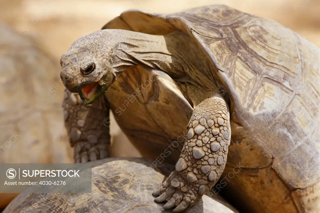 Mountain Tortoise mating