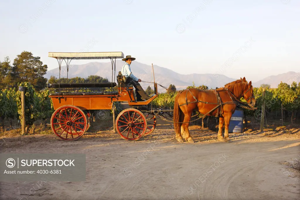 Horse Cart, Casa Silva Vineyard, Chile