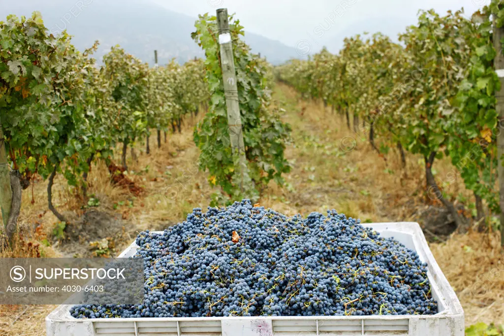 Harvested Grapes in Container, Chile
