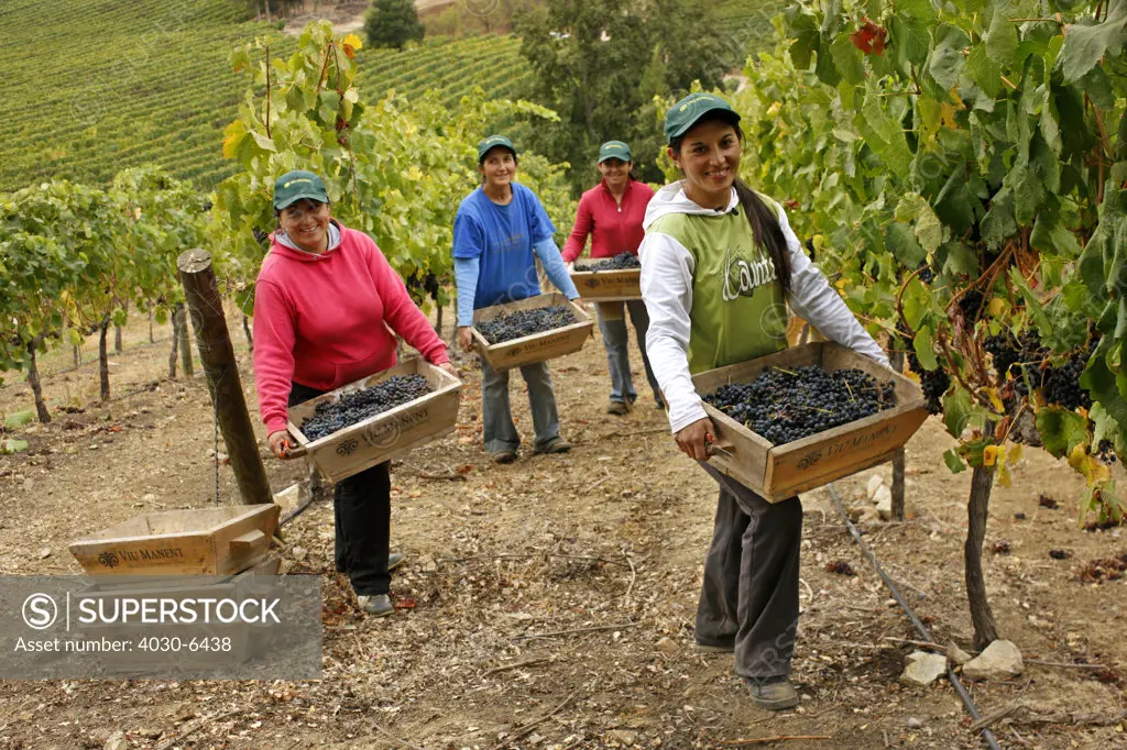 Workers picking Grapes, Chile