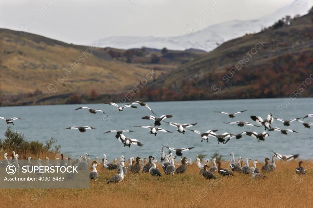 Upland Geese, Chloephaga picta, Chile