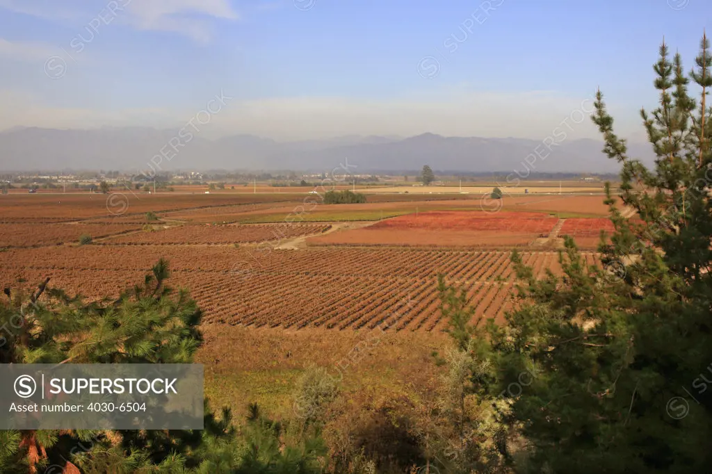 San Pedro Vineyards, Chile
