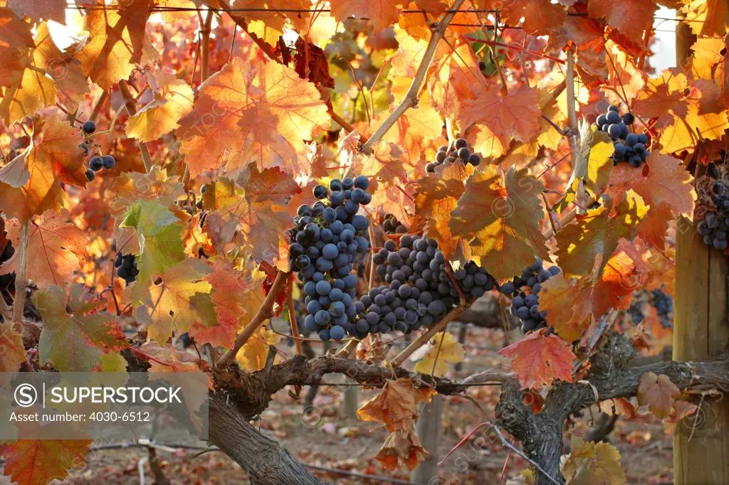 Red Grapes on Vines, Chile