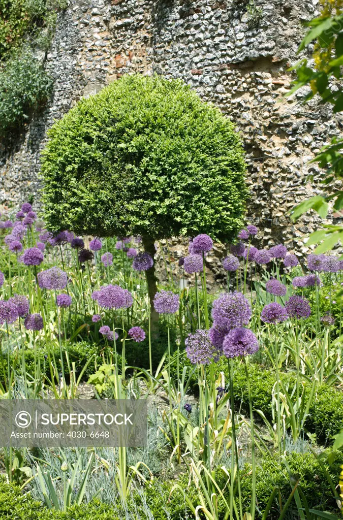 English Garden with Purple Flowers