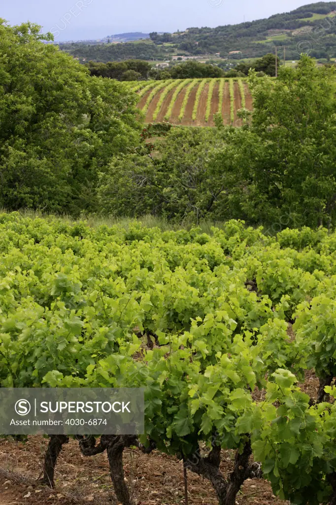 Vineyards, Puyméras, Southern France