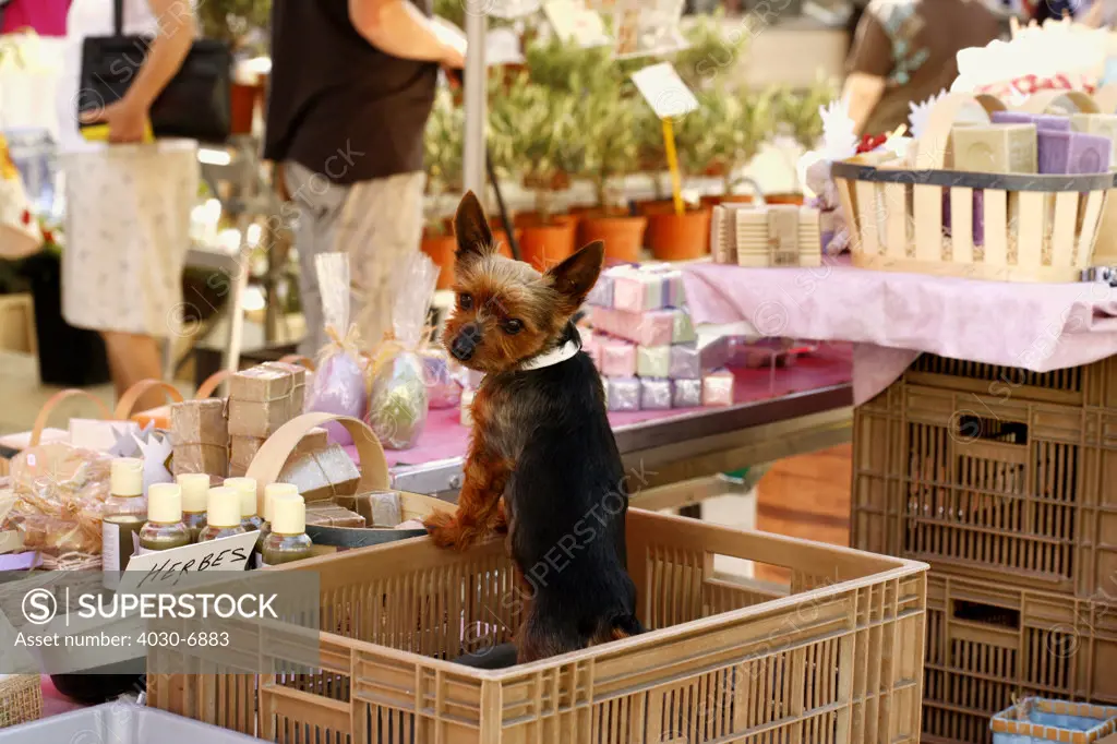 Yorkshire Terrier at a Market Stall, Southern France