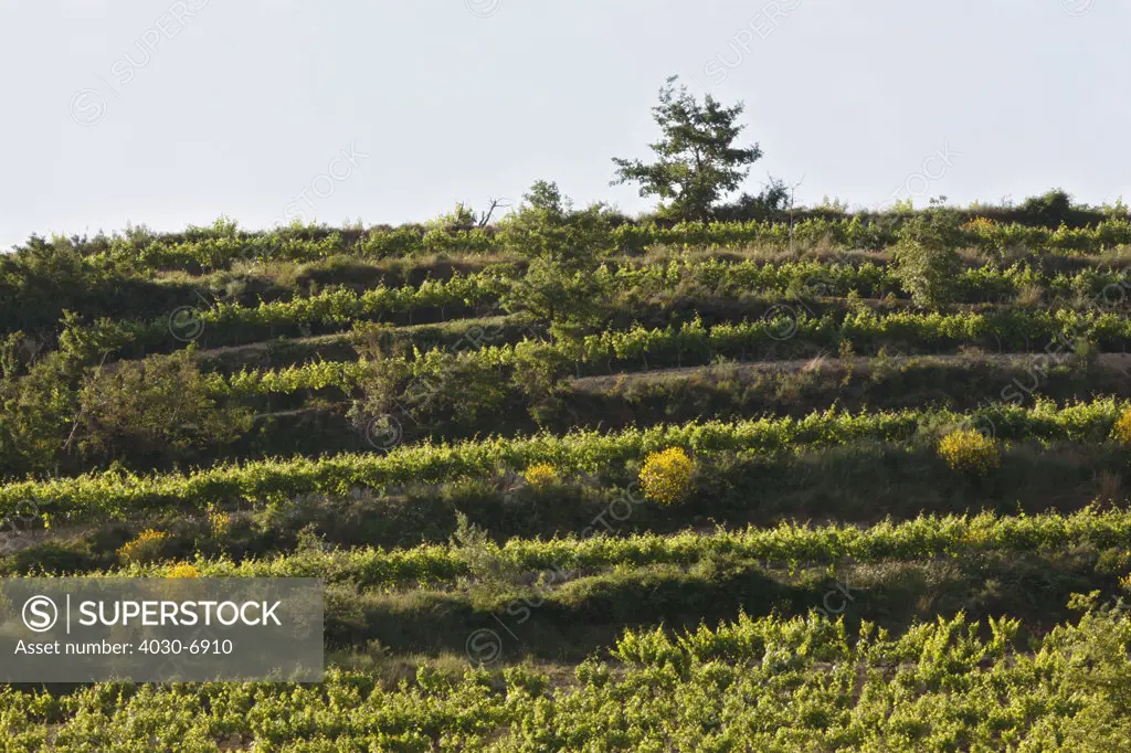 Vineyards, Puyméras, France