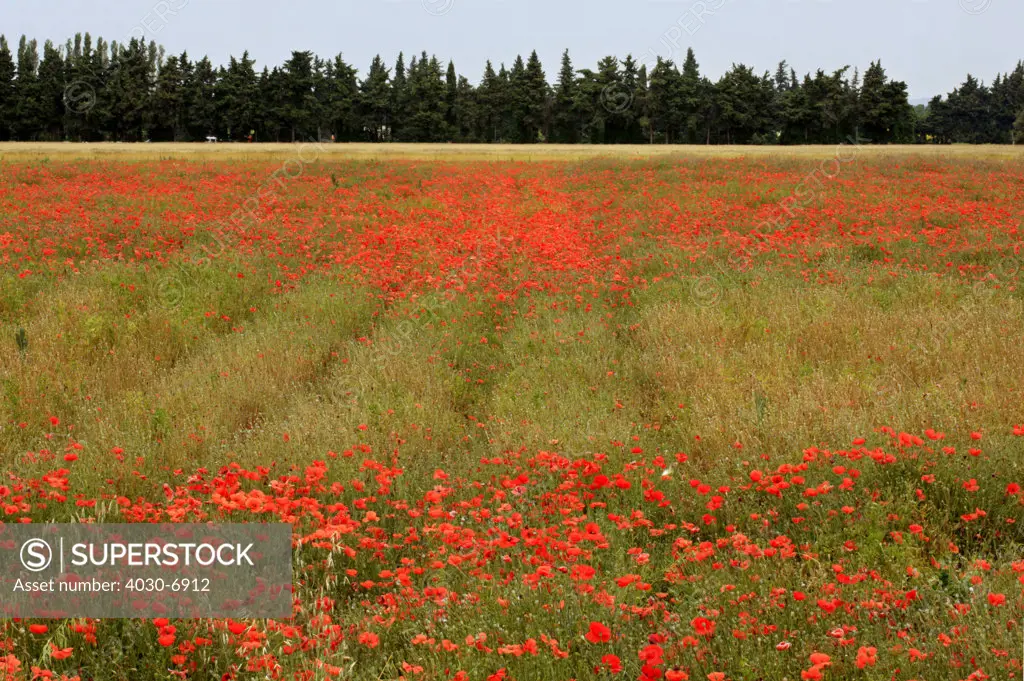 Red Poppy Fields, Jonquières, France