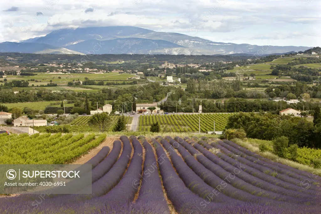 Lavender Fields, Southern France