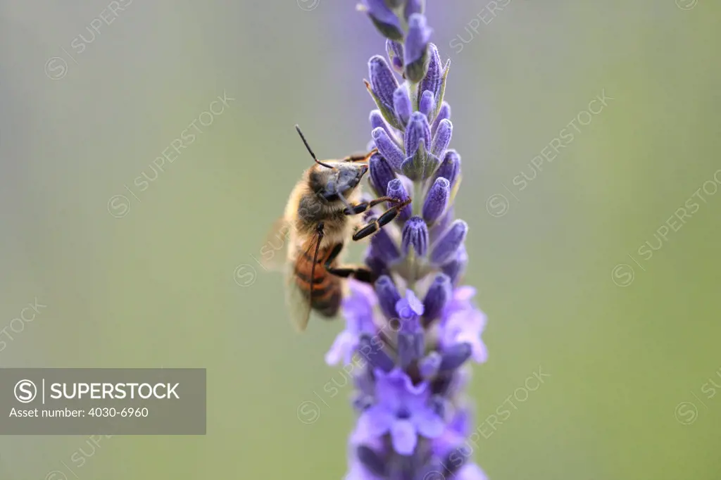 Bee on a Lavender Flower, Southern France