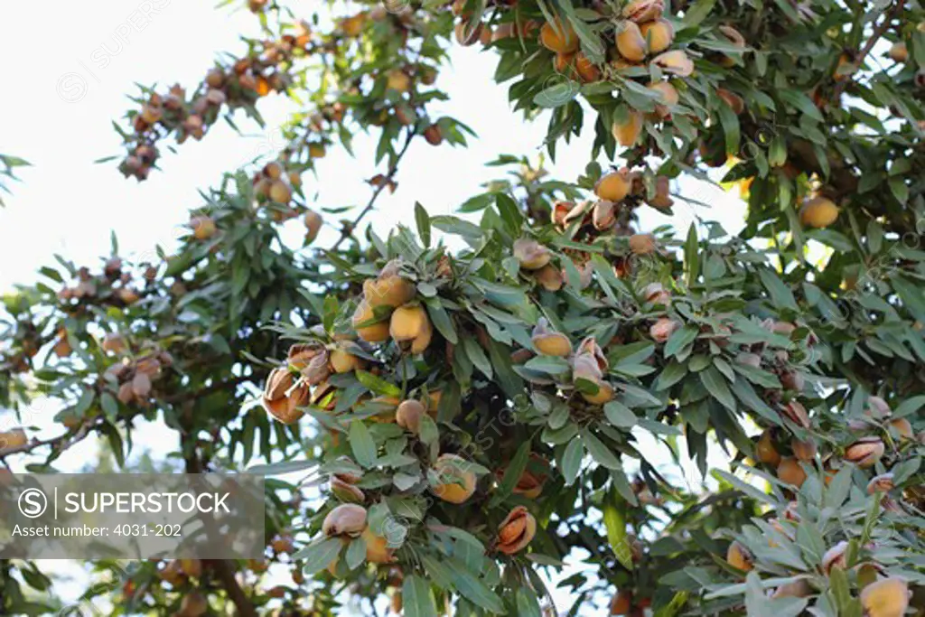 USA, California, Stanislaus County, Almonds (Prunus dulcis) on a tree in orchard