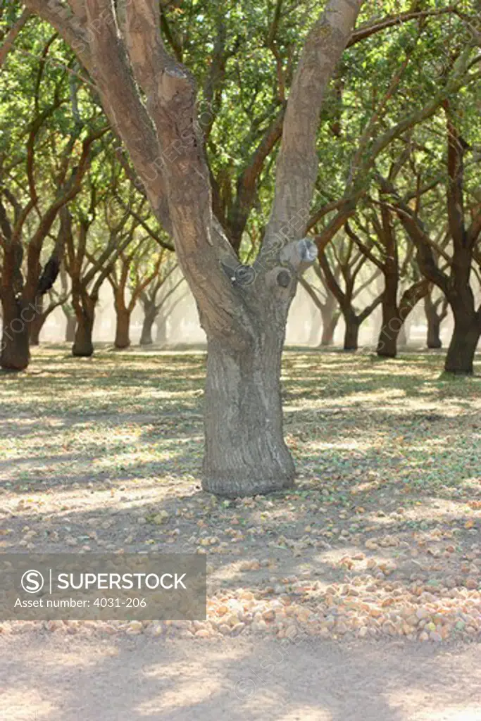 USA, California, Stanislaus County, Almond orchard (Prunus dulcis)