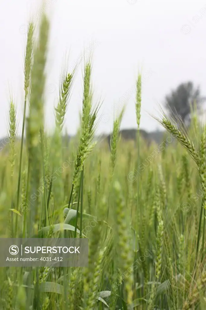 Taiwan, Kinmen County, Wheat field in spring