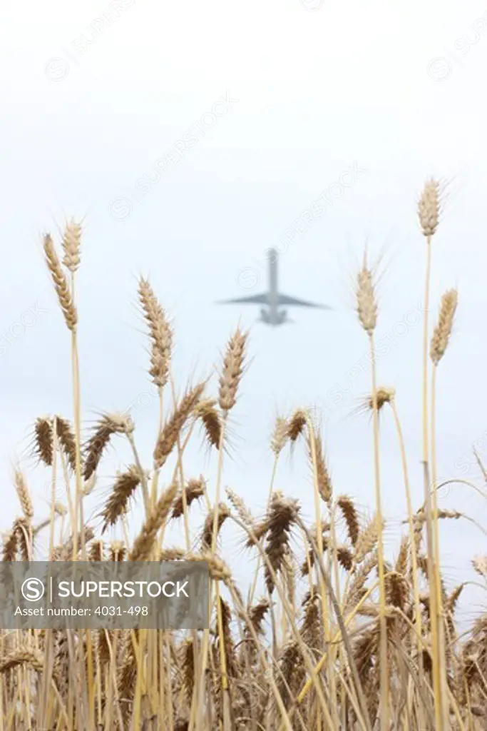 Taiwan, Kinmen County, Wheat field and passenger plane taking off from Kinmen airport
