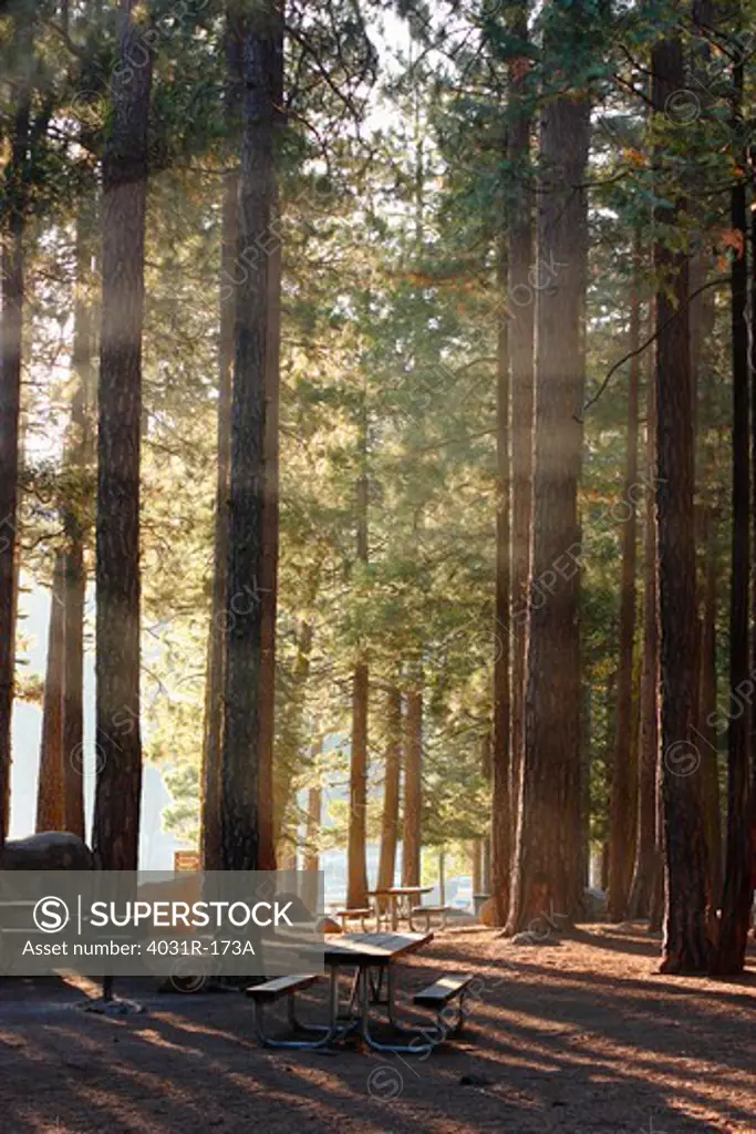 Trees in a forest, Pinecrest Lake, Stanislaus National Forest, Tuolumne County, California, USA