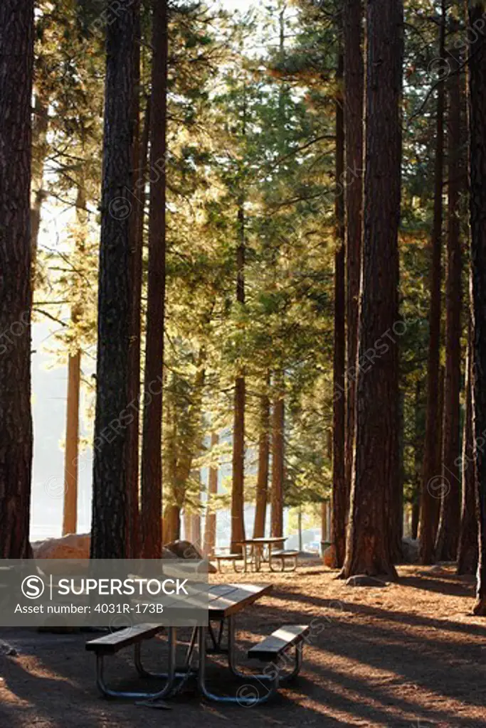 Trees in a forest, Pinecrest Lake, Stanislaus National Forest, Tuolumne County, California, USA