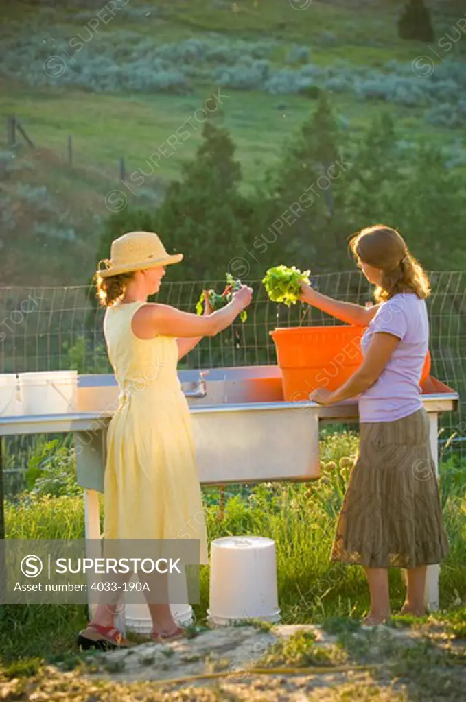 Two young women washing lettuce leaves, Bozeman, Gallatin County, Montana, USA
