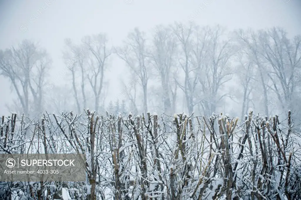 Trees covered with fog and snow, Bozeman, Montana, USA