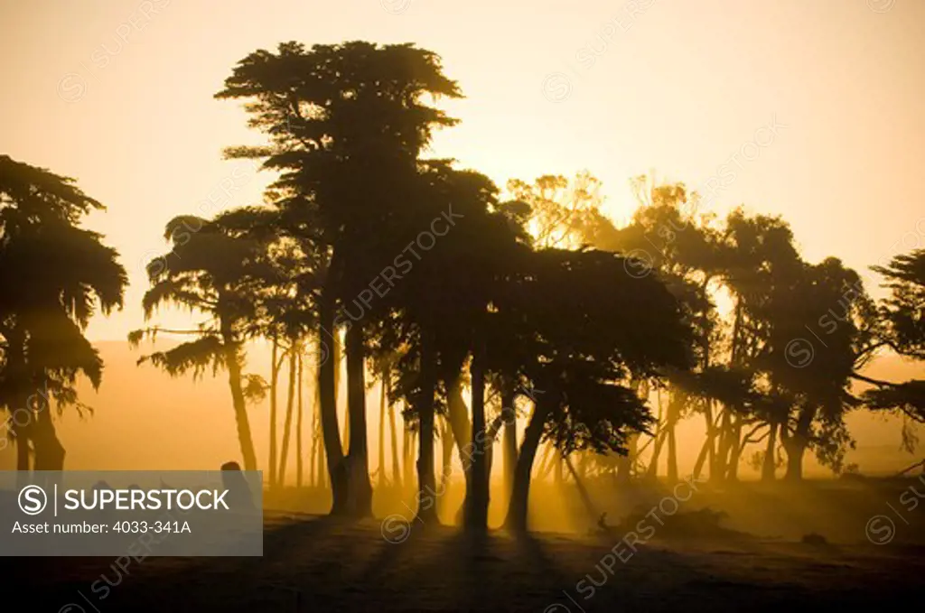 Silhouette of Cypress trees at sunrise, Cambria, California, USA