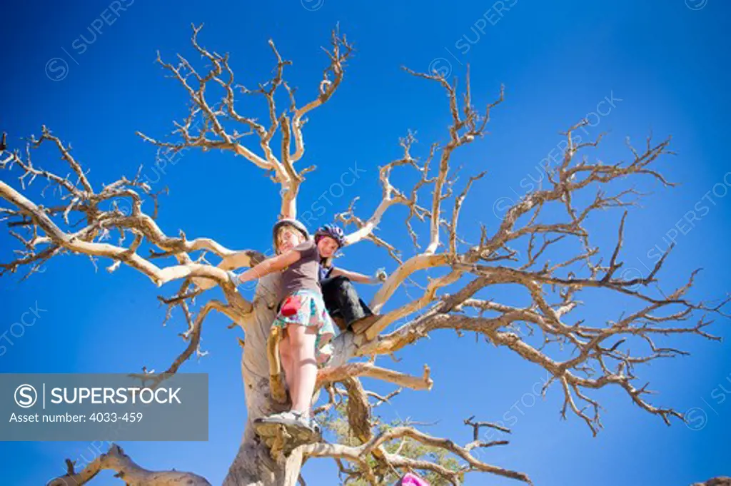 Girls climbing a dead tree, Joshua Tree National Monument, California, USA