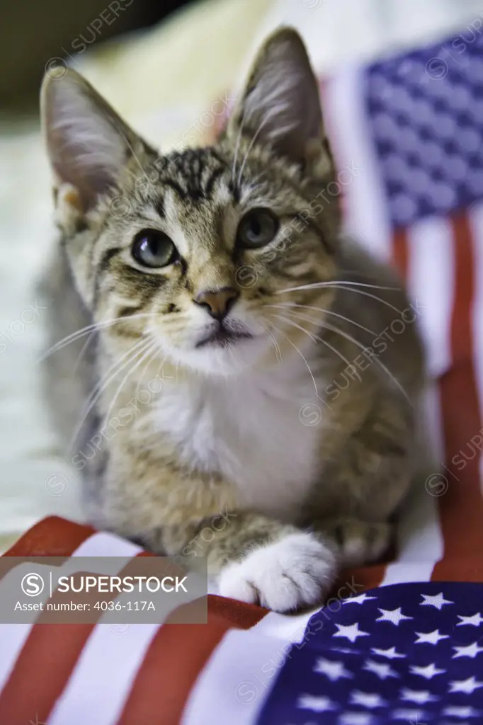 Kitten resting on an American flag