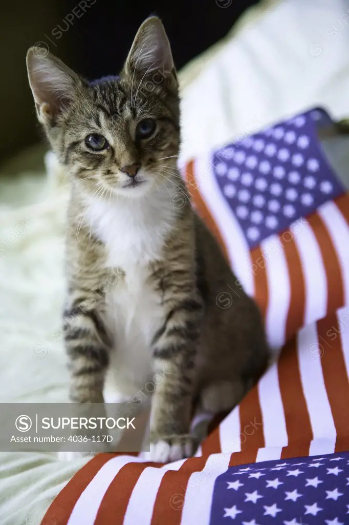 Kitten resting on an American flag