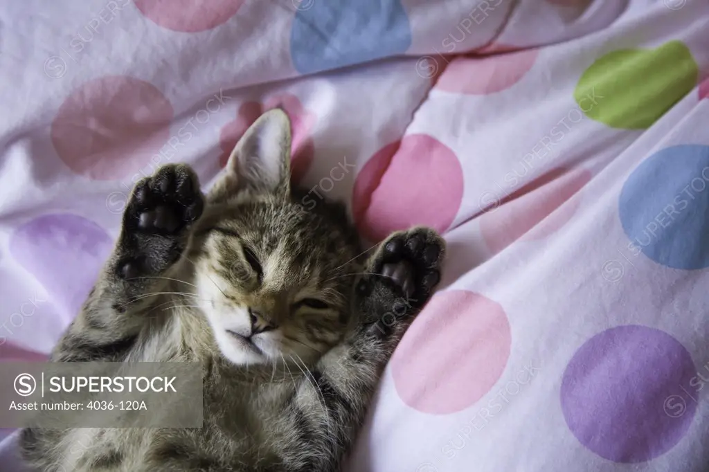 Kitten resting on a blanket