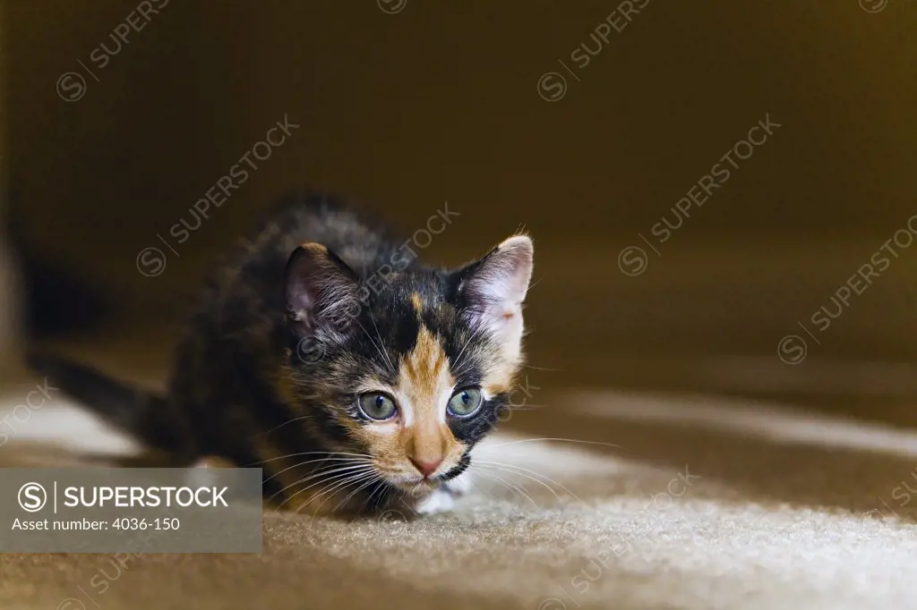 Kitten resting on carpet