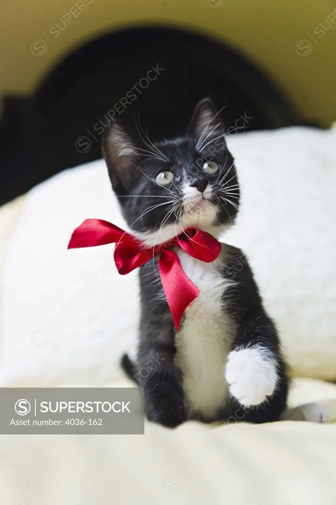 Kitten wearing bow, looking up on bed